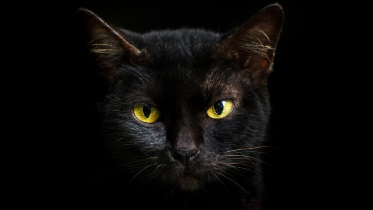Black Cat Gettyimages 901574784